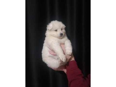 Safkan samoyed