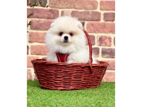 Sevimli pomeranian boo yavrularımız