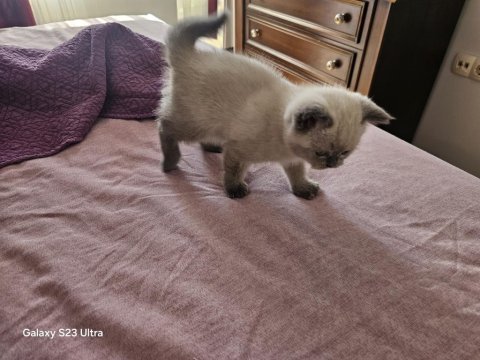2.5 aylık yavru dişi british shorthair