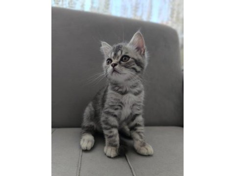 British shorthair