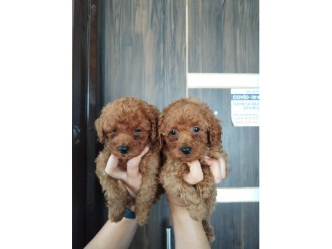 Sevgi dolu ailelerimiz için poodle bebekler