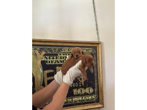 Toy poodle yavru köpeklerimiz