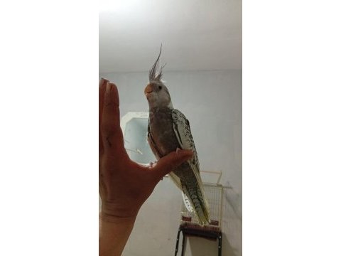 Sultan papağanı ele alışkın yavrular