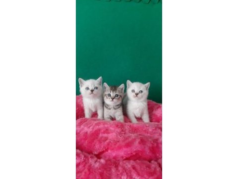 British shorthair çok oyuncu evcilmen yavrular