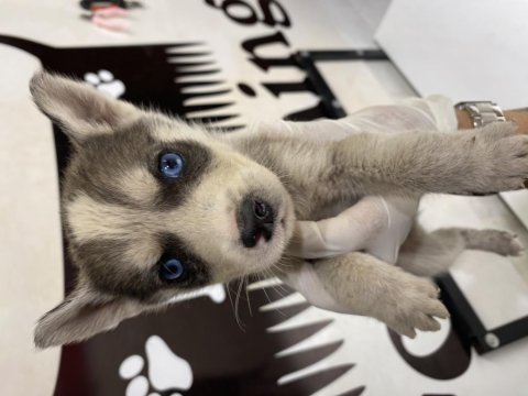 Husky yavrular