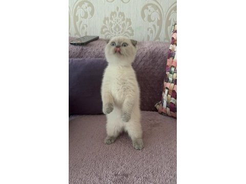 Blue point dişi erkek yavru scottish fold