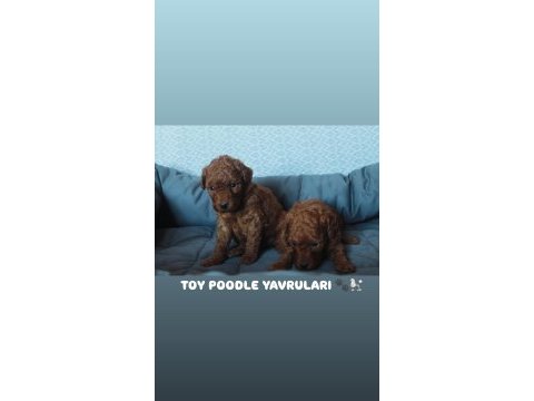 Red brown toy poodle yavruları