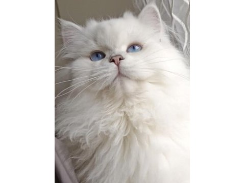Gold point british shorthair