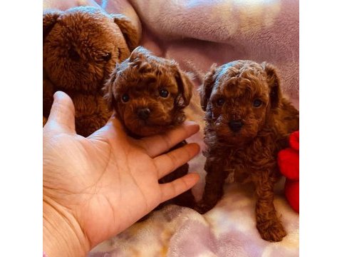 Toy poodle yavrularımız