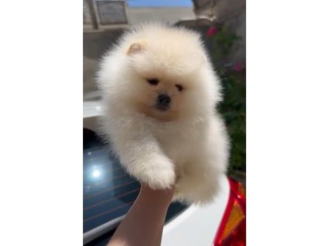 Pomeranian yavrumuz 2.5 aylıktır