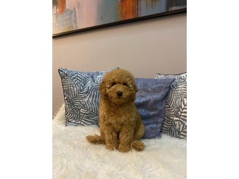 Minyatür poodle orijinal