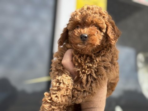 Show kalite red brown kore toy poodle yavrular