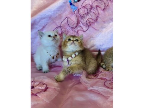 Golden british shorthair yavrular