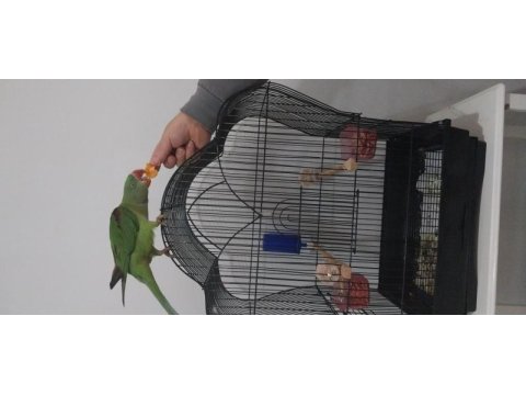 Alexander papağanı 4-6 aylık
