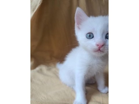 Beyaz british shorthair yavrular