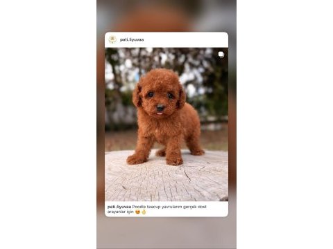 Hep küçük kalmasını isteyenler için poodle