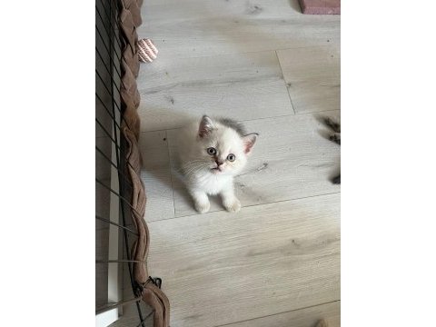 2 aylık kedilerimiz