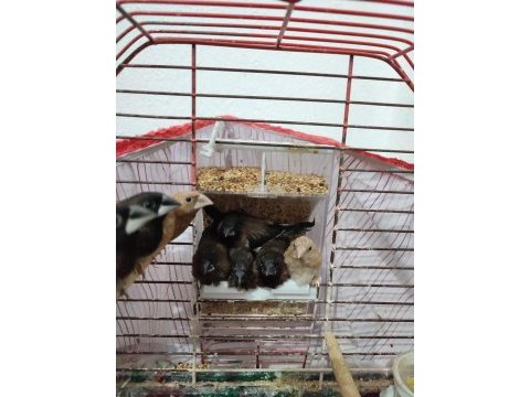 Yavru bengal ispinozlar