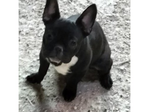 İlgilenen arkadaşlara french bulldog