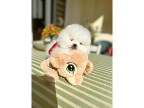 Pomeranian boo puppy