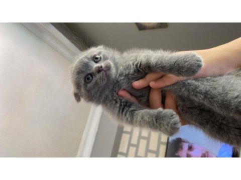 2 buçuk aylık yavru scottish fold bebek
