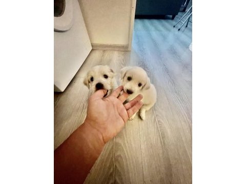 Beyaz meleklerim terrier maltese