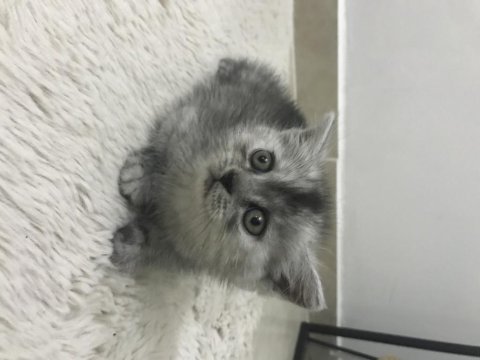 Yavru masum british shorthair