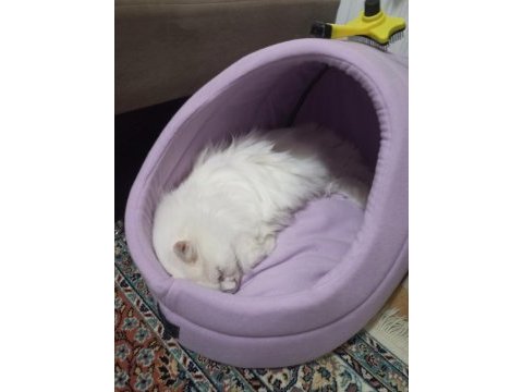 British longhair 1 yaşında
