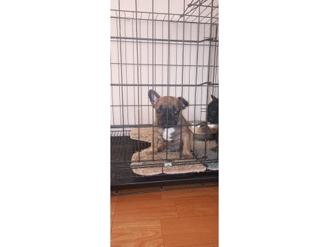 Bluetan - sabletan french bulldog