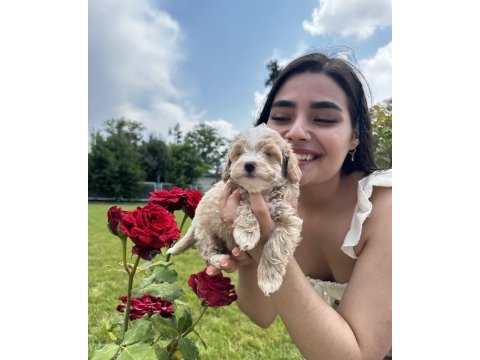 Şeker küpü maltipoo köpekler