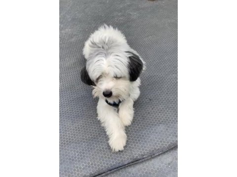 3 yaşında erkek full eğitimli maltipoo