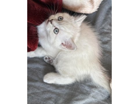 Bluepoint scottish fold yavrular