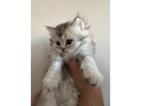Show class british longhair bebecik