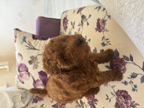 Köpeğimiz karamel sahiplendirilecektir