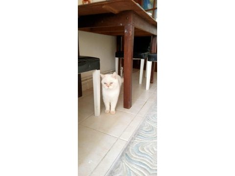 British blue point kedimiz