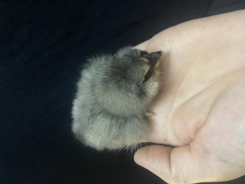 Orijinal americuana civcivler