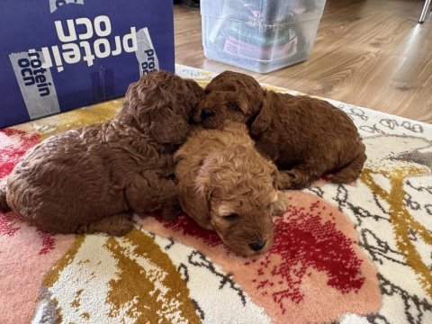 Teacup kan toy poodle bebekler