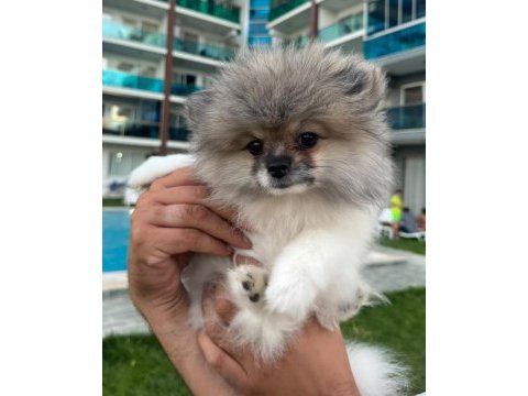 Pomeranian boo dişi tea cup