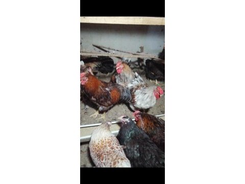 Splash, gsg, blue wyandot tavuklar