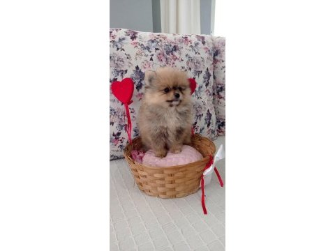 Dünyalar güzeli pomeranian bo dişi yavru