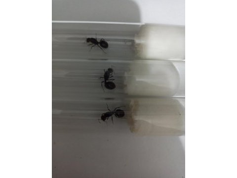 Kraliçe karınca