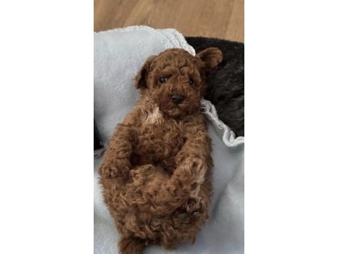 Toy poodle