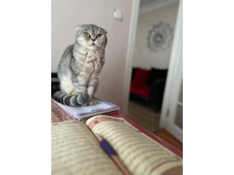 Ücretsiz ev kedisi