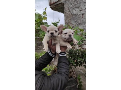 Blue tan platinyum french bulldog