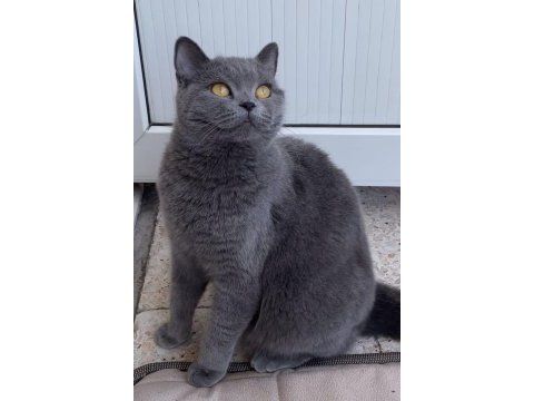 British shorthair kedimi sahiplendiriyorum acil