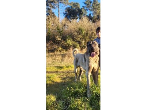 Anadolu çoban köpeğı 90+