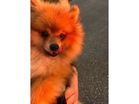 9 aylık erkek pomeranian
