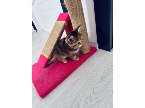 British black golden