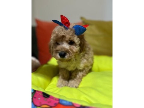 Bir avuç mutluluk poodle