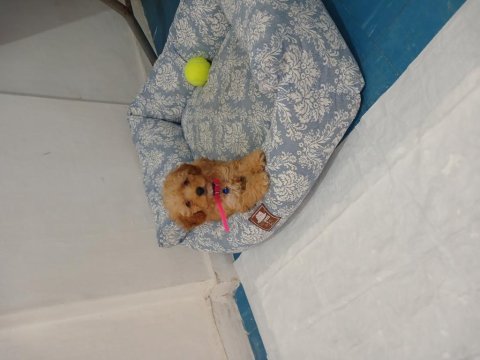Maltipoo dişi